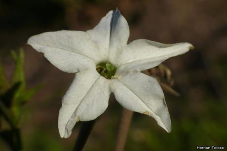 Macros de flores (serie blanca)