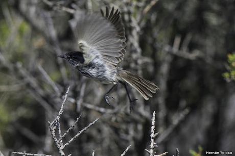 Casal de cachudito pico negro