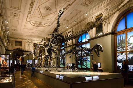 naturhistorisches_museum_vienna ▷ 12 mejores museos en Viena