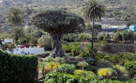 Pueblos con encanto en el norte de Tenerife: De Masca a Garachico icod (drago)