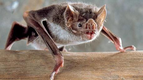 Animales que se alimentan de sangre Animales que se alimentan de sangre