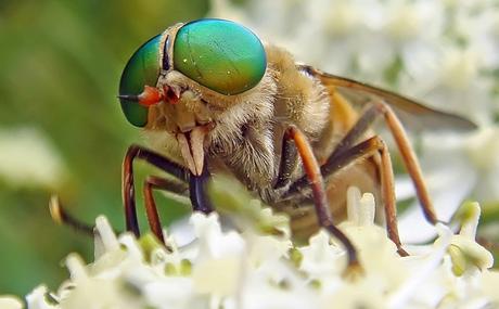 Animales que se alimentan de sangre Animales que se alimentan de sangre