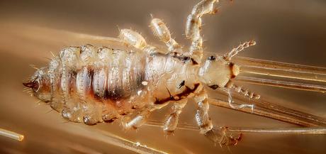 Animales que se alimentan de sangre Animales que se alimentan de sangre