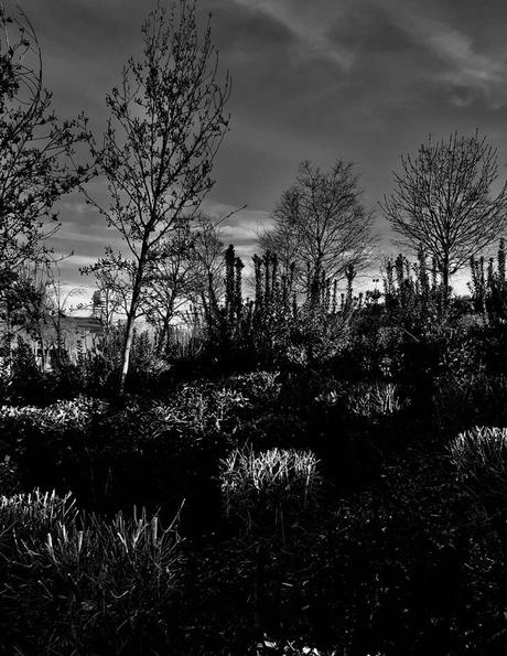 La imagen puede contener: Ã¡rbol, cielo, planta, noche, nubes, exterior y naturaleza