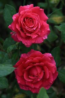 LAS ROSAS ROJAS...