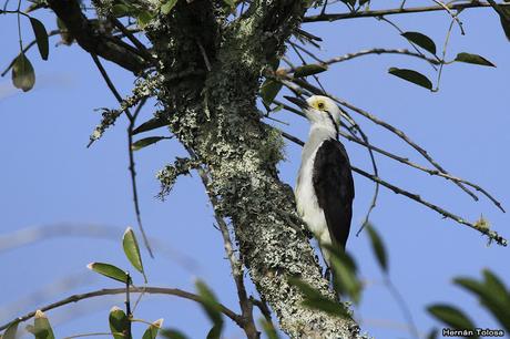 Carpintero blanco (Melanerpes candidus) Carpintero blanco (Melanerpes candidus)