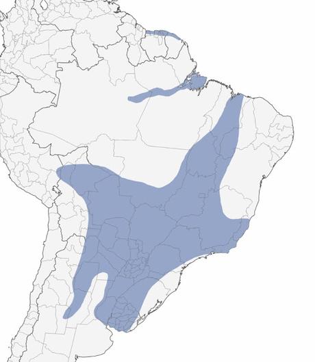 Carpintero blanco (Melanerpes candidus) Carpintero blanco (Melanerpes candidus)