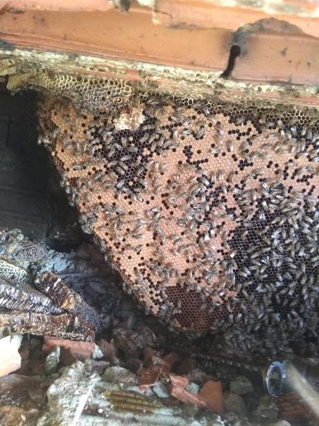 Enjambre en Campina Grande