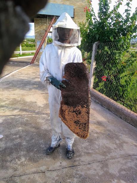 Enjambre en Campina Grande