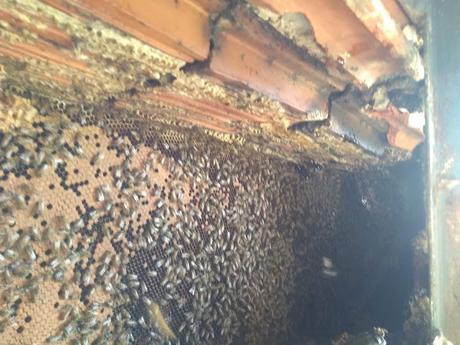 Enjambre en Campina Grande