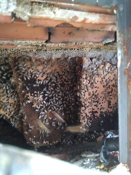 Enjambre en Campina Grande