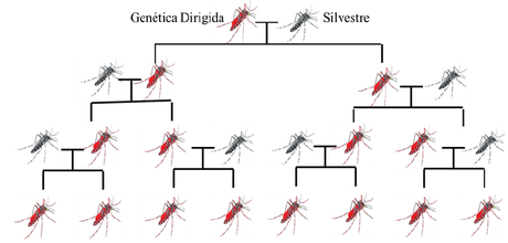 Monografías de Alumnos: CRISP-Cas9 y su aplicación en Mosquitos causantes de la Malaria