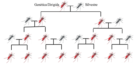 Monografías de Alumnos: CRISP-Cas9 y su aplicación en Mosquitos causantes de la Malaria Monografías de Alumnos: CRISP-Cas9 y su aplicación en Mosquitos causantes de la Malaria