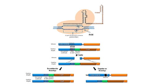 Monografías de Alumnos: CRISP-Cas9 y su aplicación en Mosquitos causantes de la Malaria