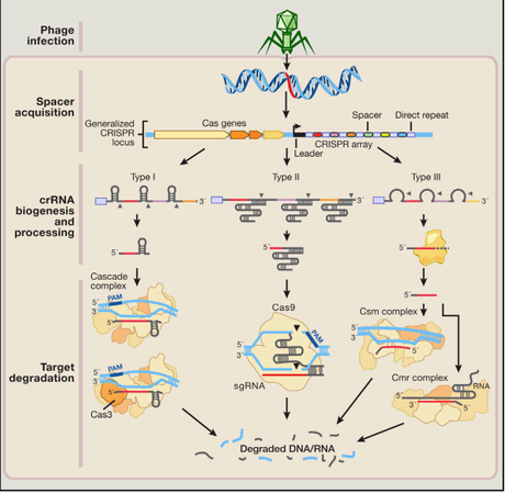 Monografías de Alumnos: CRISP-Cas9 y su aplicación en Mosquitos causantes de la Malaria