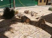 Vídeo: Municipio Matehuala corta palmera años