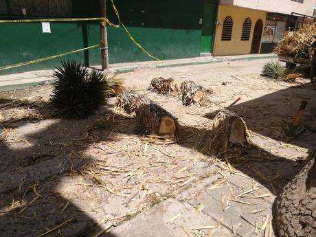 Vídeo: Municipio de Matehuala corta palmera de 100 años