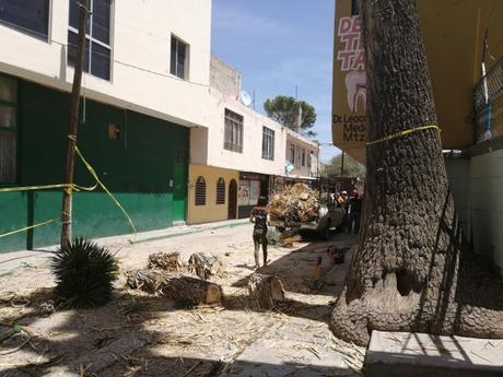Vídeo: Municipio de Matehuala corta palmera de 100 años