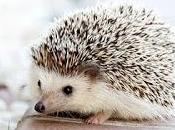 ¿Qué mascota elijo?