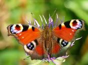 Pavo real, ciclo vital