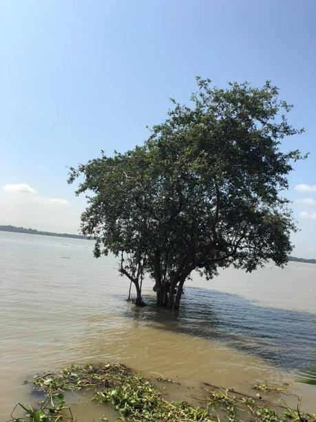 El abrazo del río y el árbol