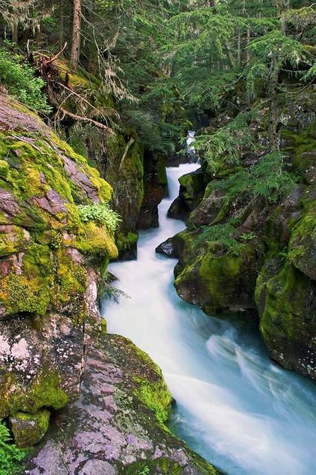 Avalanche-Creek-Glacier-National-Park.jpg.optimal ▷ Ideas del itinerario del Parque Nacional Glacier de 1 a 5 días