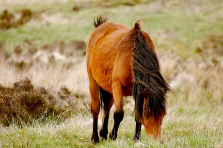 best-national-parks-in-Britain-dartmoor-6-1024x682 ▷ 6 mejores parques nacionales en Gran Bretaña