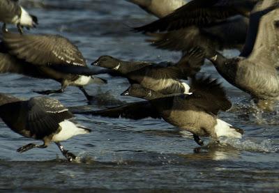 OBSERVAR AVES PARA SALVAR EL MUNDO (Y 3)