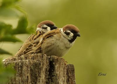 OBSERVAR AVES PARA SALVAR EL MUNDO (Y 3)