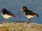 Observar aves para salvar mundo