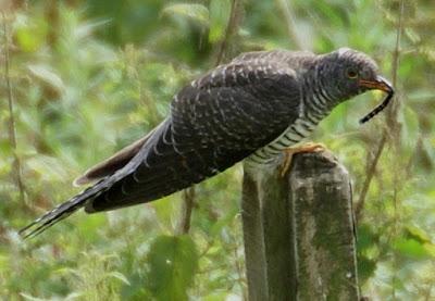 OBSERVAR AVES PARA SALVAR EL MUNDO (Y 3)