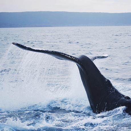 whale-newfoundland ▷ Los mejores destinos para viajar en agosto