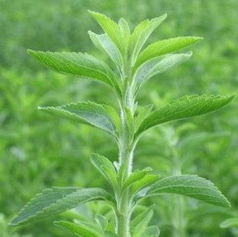 stevia que es