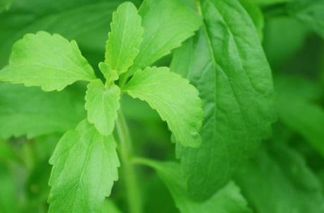 stevia planta