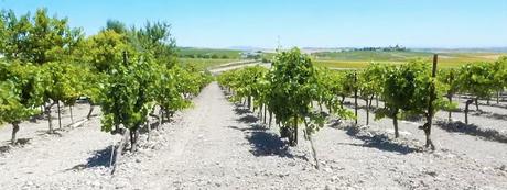 ATENEO DEL VINO DE EL PUERTO: Visita a la viña y bodega «La Blanquita»