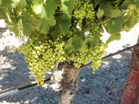 ATENEO DEL VINO DE EL PUERTO: Visita a la viña y bodega «La Blanquita»