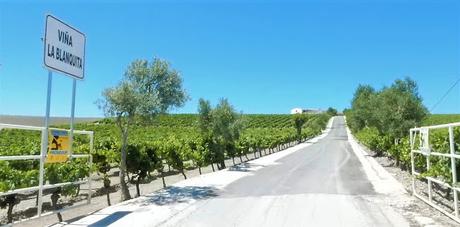 ATENEO DEL VINO DE EL PUERTO: Visita a la viña y bodega «La Blanquita»