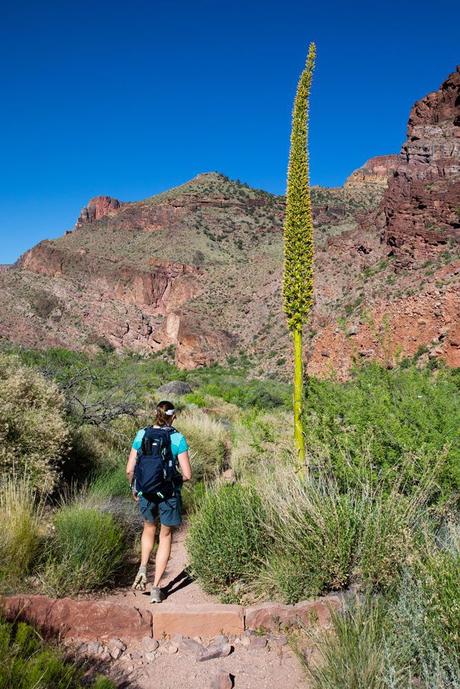 Dr-Seuss-Plant.jpg.optimal ▷ Cómo caminar por el borde del gran cañón