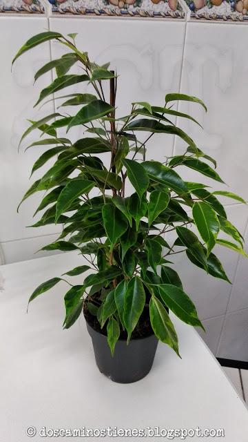 (Bonsais) Ficus Benjamina (normal y variegado)