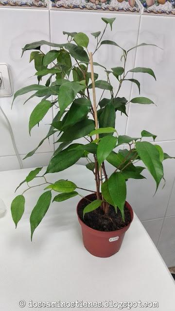 (Bonsais) Ficus Benjamina (normal y variegado)