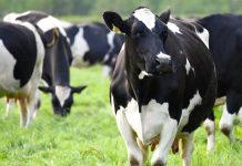 Resistencia a los medicamentos: ¿El uso de antibióticos en animales afecta la salud humana? Las granjas hacinadas contribuyen a la transmisión de enfermedades entre los animales, lo que, a su vez, aumenta el uso de antibióticos