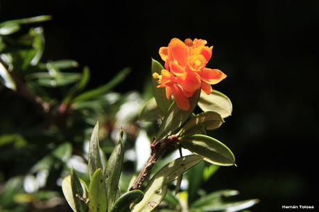 Michay (Berberis trigona) Michay (Berberis trigona)