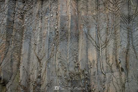 Esqueletos de hiedra