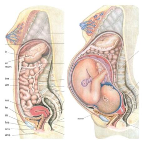 Cambios en el cuerpo de la mujer tras los embarazos