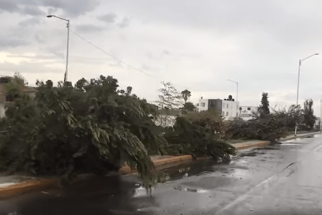 Vídeo: Lluvia derriba árboles al oriente de la ciudad