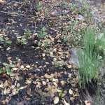 Renace la vida de las cenizas de la Sierra de san Miguelito