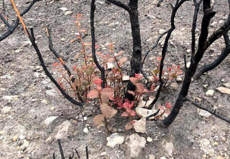 Renace la vida de las cenizas de la Sierra de san Miguelito