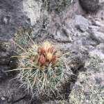 Renace la vida de las cenizas de la Sierra de san Miguelito