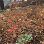 Renace la vida de las cenizas de la Sierra de san Miguelito