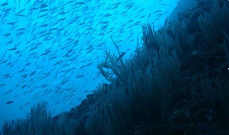 El cambio climático afectará a la distribución y abundancia de la vida marina